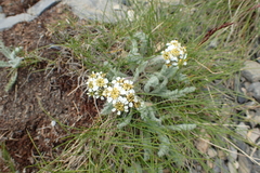 Achillea nana