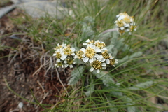Achillea nana