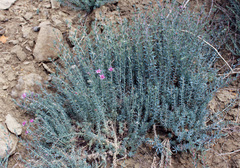 Reaumuria alternifolia