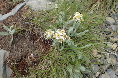 Achillea nana