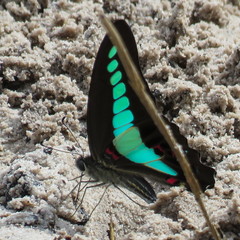 Graphium sarpedon luctatius