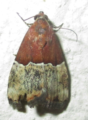 Ozarba hemiochra