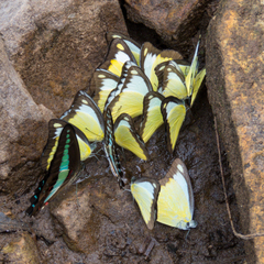 Graphium sarpedon luctatius