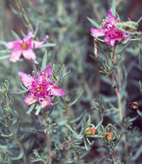 Reaumuria alternifolia