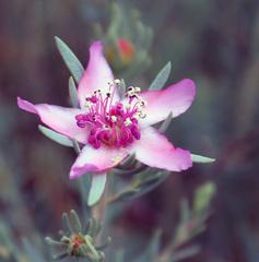 Reaumuria alternifolia