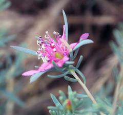 Reaumuria alternifolia
