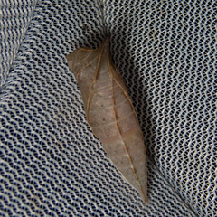 Graphium sarpedon luctatius