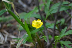 Ranunculus hispidus nitidus