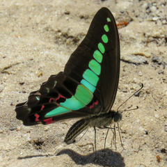 Graphium sarpedon luctatius