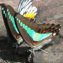 Graphium sarpedon luctatius