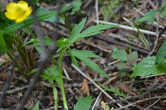 Ranunculus hispidus nitidus