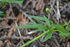 Ranunculus hispidus nitidus