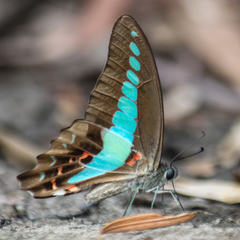 Graphium sarpedon luctatius