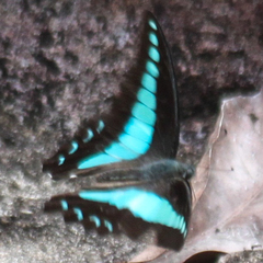 Graphium sarpedon luctatius