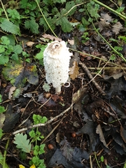 Coprinus comatus