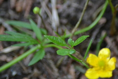 Ranunculus hispidus nitidus