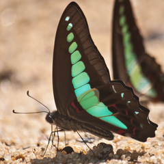 Graphium sarpedon luctatius