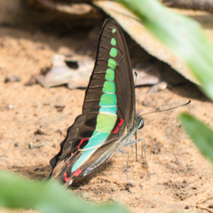Graphium sarpedon luctatius