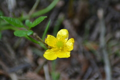 Ranunculus hispidus nitidus