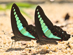 Graphium sarpedon luctatius