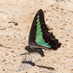 Graphium sarpedon luctatius