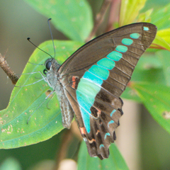 Graphium sarpedon luctatius