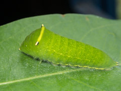 Graphium sarpedon luctatius