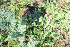 Ornithopus compressus