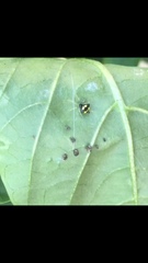 Theridula gonygaster
