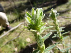 Hibbertia crinita