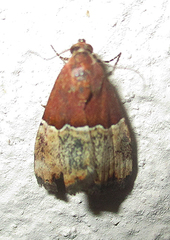 Ozarba hemiochra