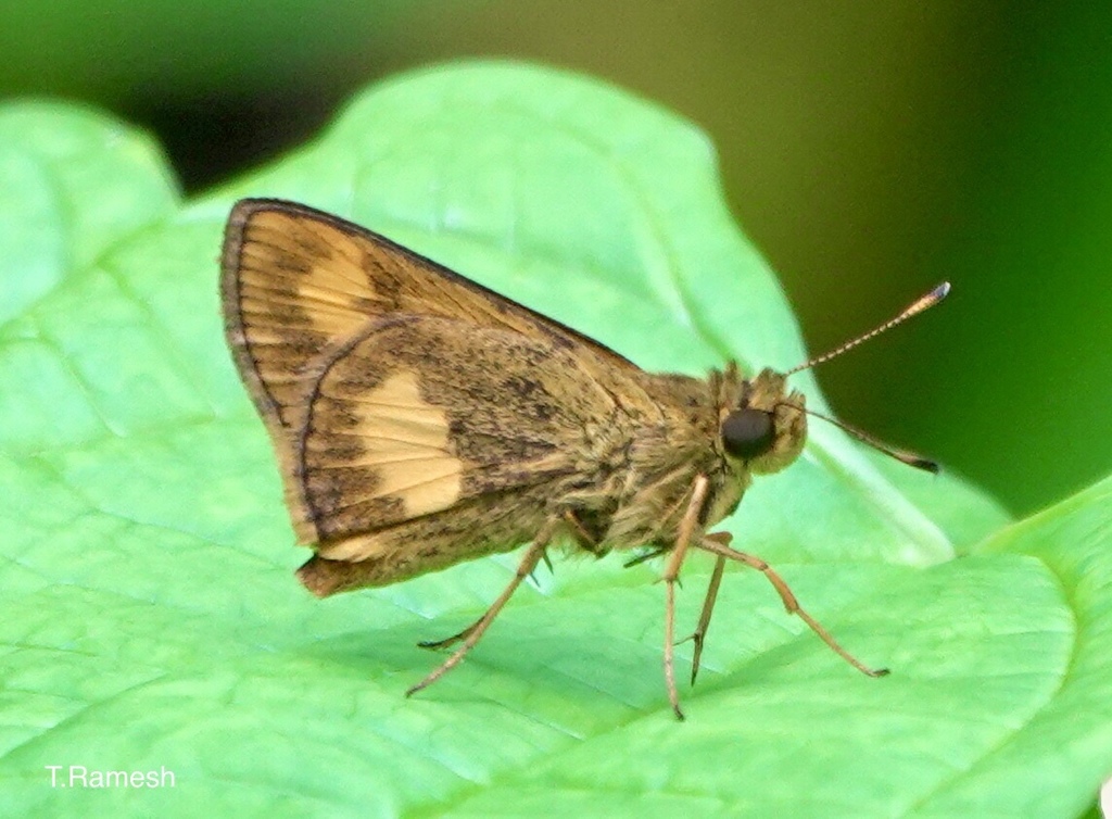 Malay Dartlet