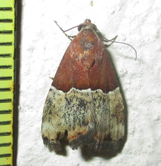 Ozarba hemiochra