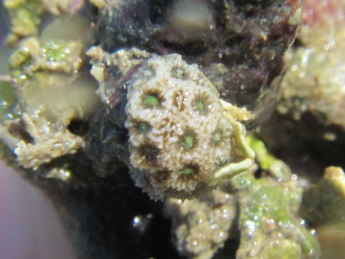 Stylaraea punctata image