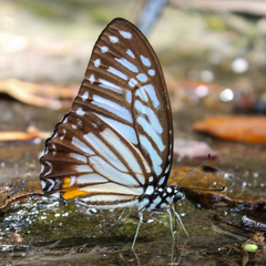 Graphium xenocles