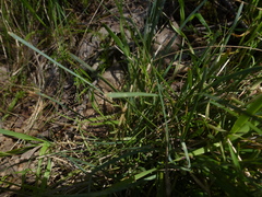 Lomandra collina