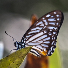 Graphium xenocles