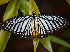 Graphium xenocles