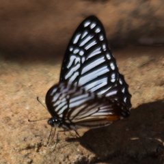 Graphium xenocles
