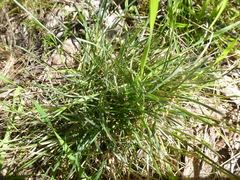 Lomandra collina