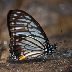 Graphium xenocles