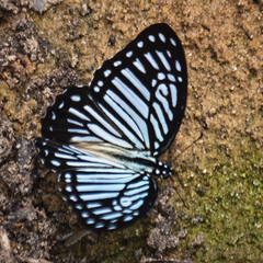 Graphium xenocles
