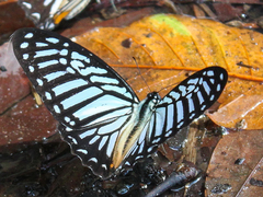 Graphium xenocles