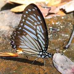 Graphium xenocles