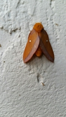 Anisota virginiensis