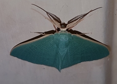 Prasinocyma ocyptera