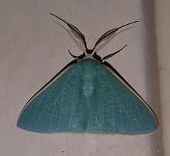 Prasinocyma ocyptera