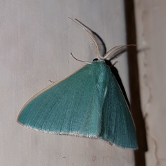 Prasinocyma ocyptera