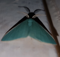 Prasinocyma ocyptera