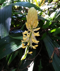 Calanthe formosana